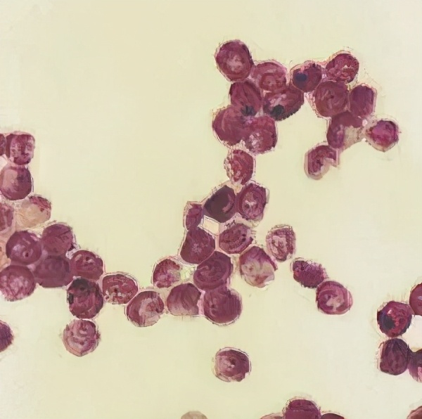 猫咪便便有血是什么原因,猫咪拉血尿是怎么回事