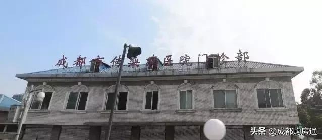 种了20年的铁树终于开花了,养了几十年的铁树终于开花了