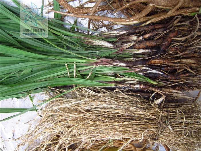 仙茅有几个品种功效,仙茅用处