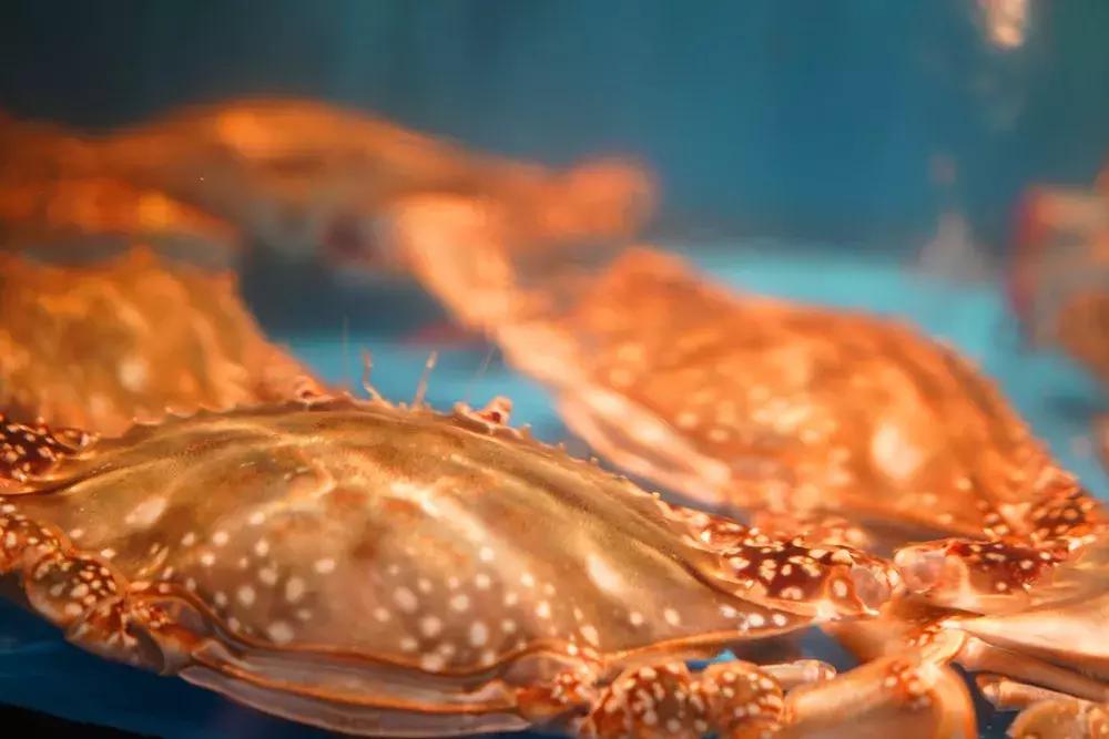 海居铂尔曼酒店全海景,铂尔曼酒店三亚豪华海景房