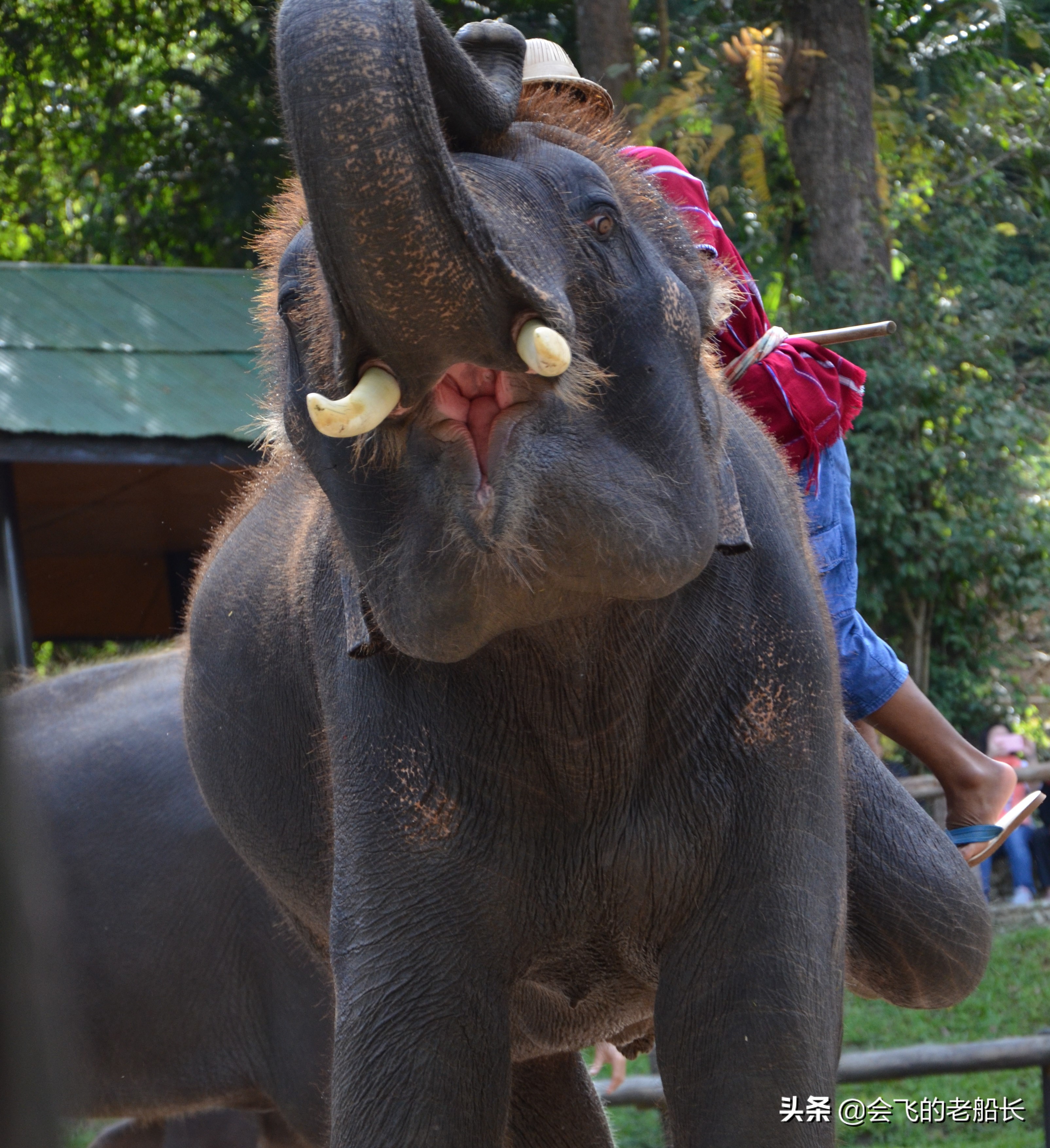 那头会作画的神奇大象经历了三道永远的痛苦，你会让孩子这样吗？
