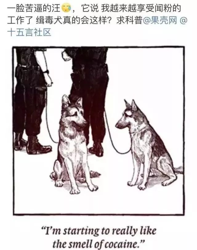 缉毒犬会染上毒瘾吗知乎文章,缉毒犬染上毒瘾怎么办