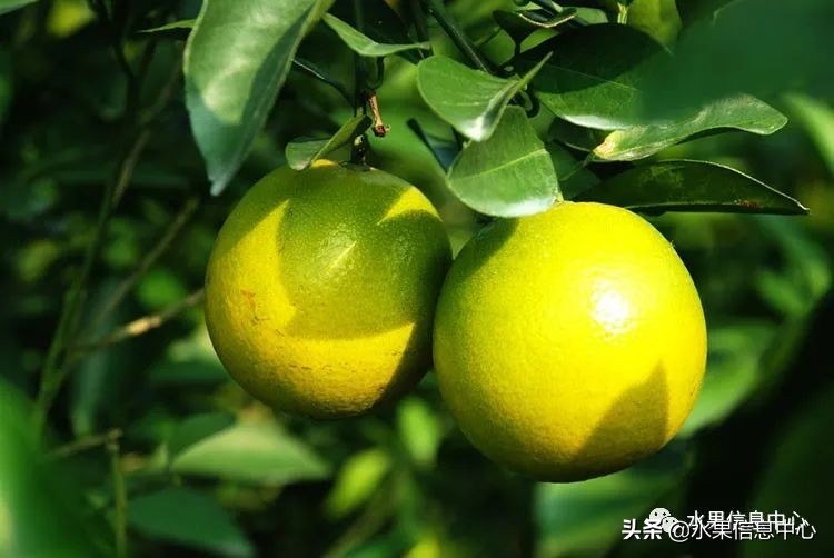 海南水果都有哪些品种图片及名称,海南水果上市时间表赶快收藏吧