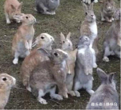 兔子喝水断肠而亡,为什么说兔子一喝水就会断肠