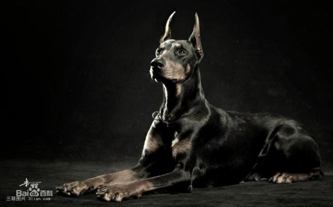 宠物狗大全免费观看,什么狗最好养又听话又聪明大型犬