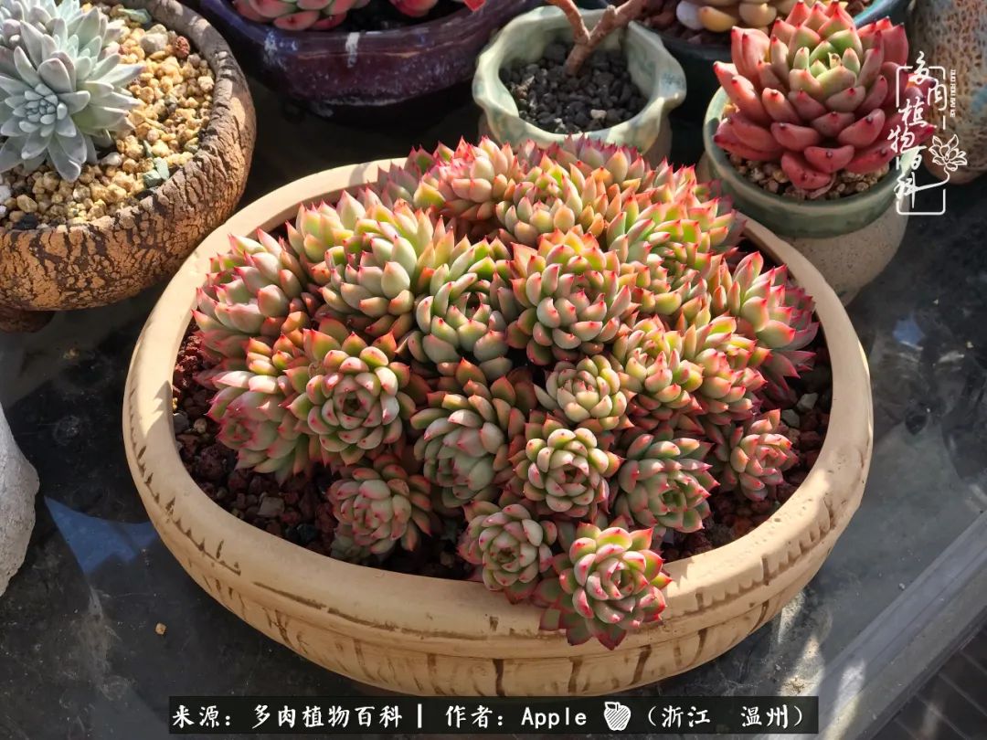 多肉成长记观察记录怎么写,多肉成长记录观察展板