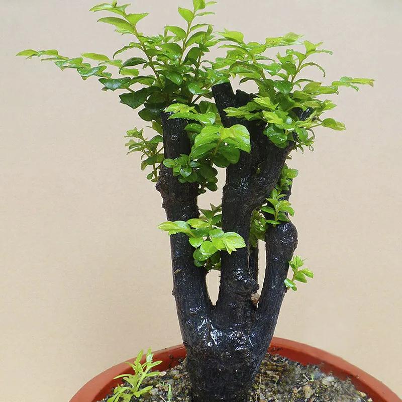 室内花期长又好养的花小叶紫檀,小叶紫檀客厅花草