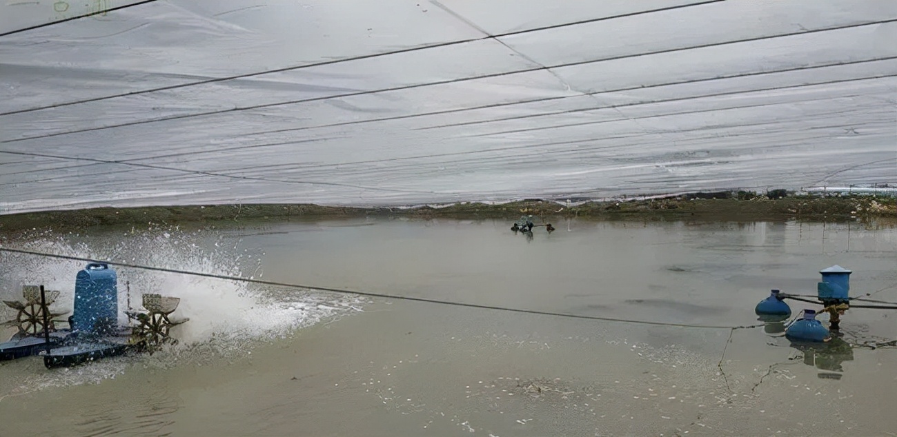 冬棚南美白对虾养殖如何补菌的,南美白对虾养殖怎么喂料