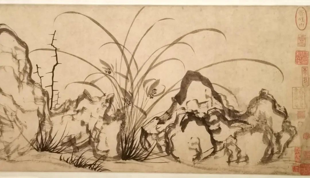 天价交易下历尽劫难的野生兰花，终于有了“护身符”