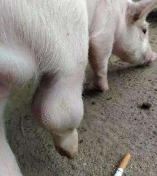 猪链球菌病关节肿用什么药,猪链球菌病关节肿大