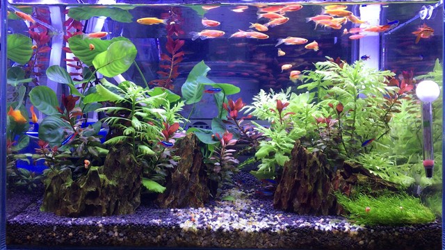 鱼缸水质净化最好的植物,鱼缸里加植物营养液对鱼有害吗