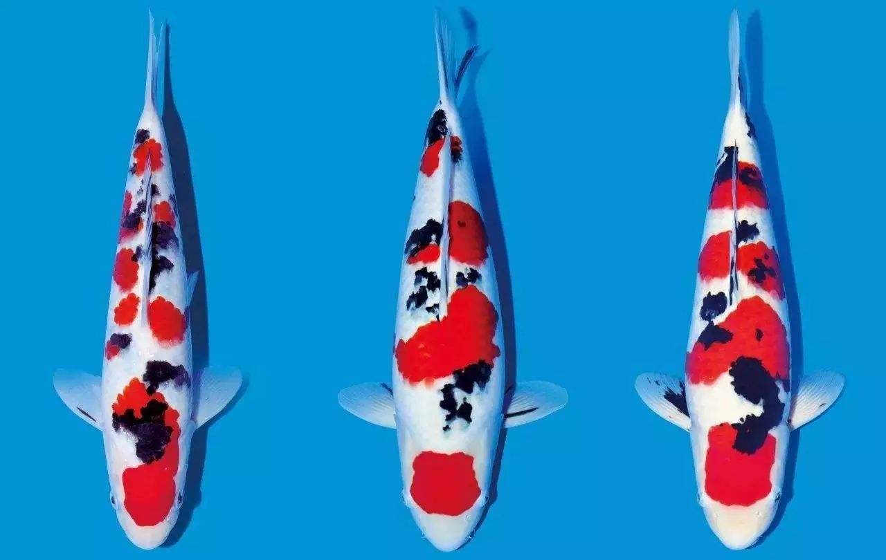 饲养锦鲤鱼该喂哪种鱼饲料,养殖投喂四定原则是哪四定