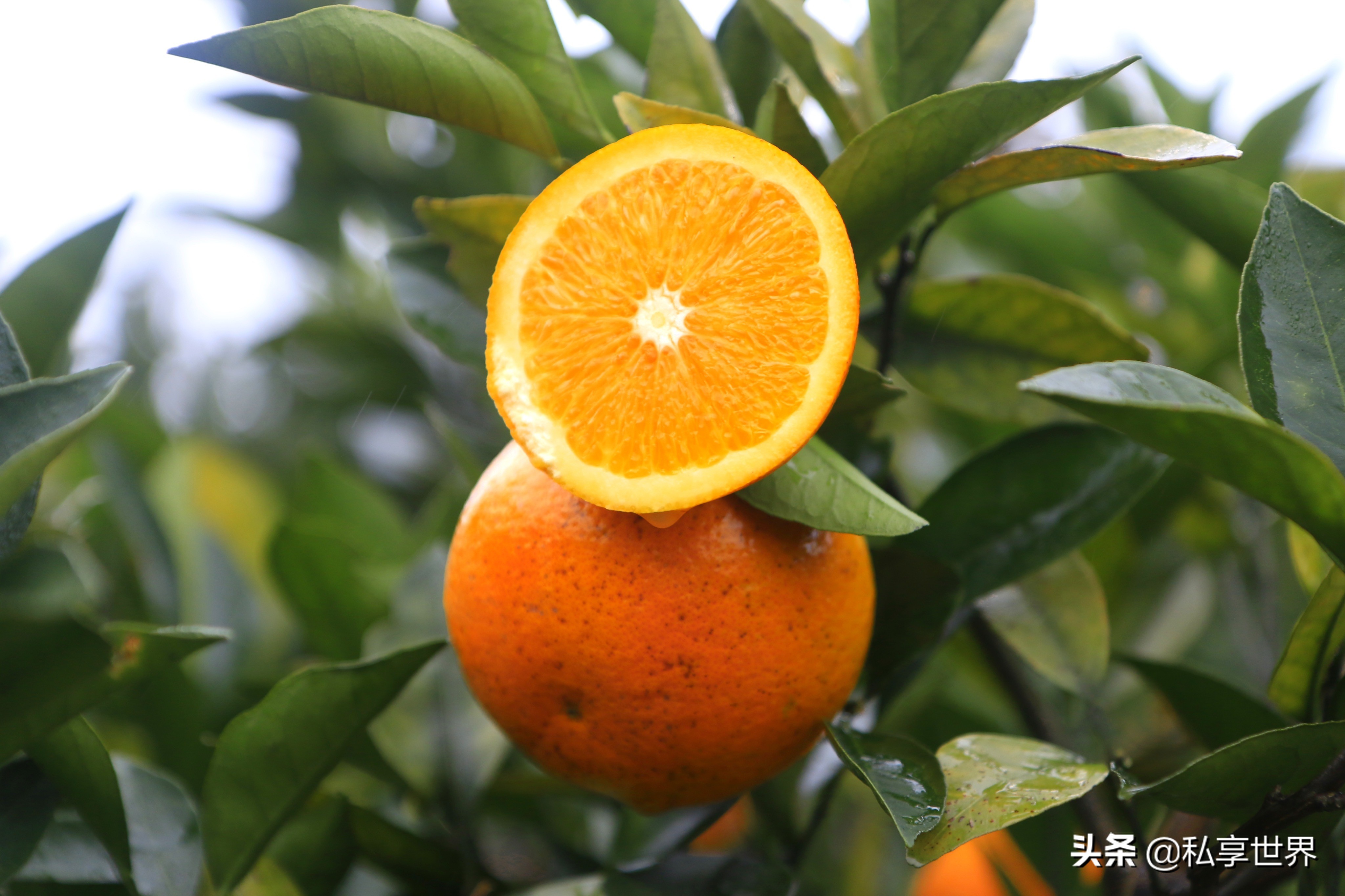 中国哪的橙子最出名,中国哪的橙子好吃产地排名