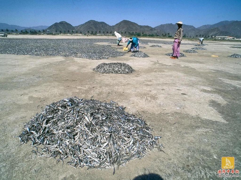阿联酋的椰枣作用,阿联酋椰枣为什么那么甜