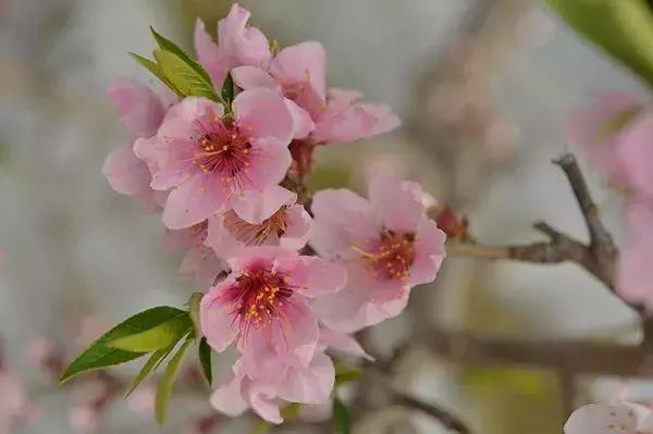 3月南阳看花的景点推荐,南阳踏青赏花攻略
