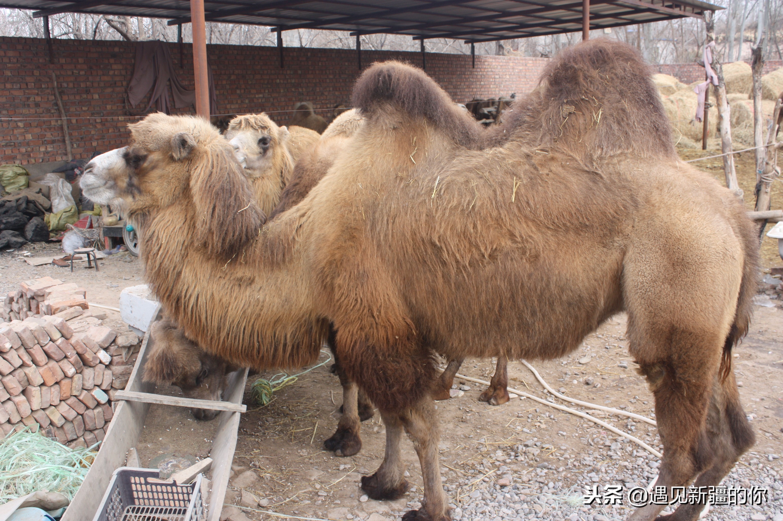 *疆新**天山南麓的一个山区产一种奶，受到游客的追捧千万别错过