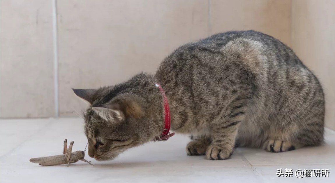 猫咪嘴里吐出半只蟑螂，我该怎么给它消毒，在线等！