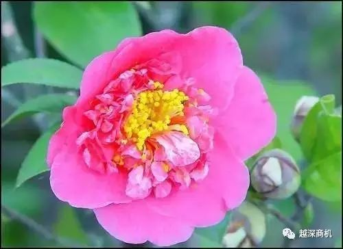 中国各大城市市花介绍,全国56市市花太美了的视频