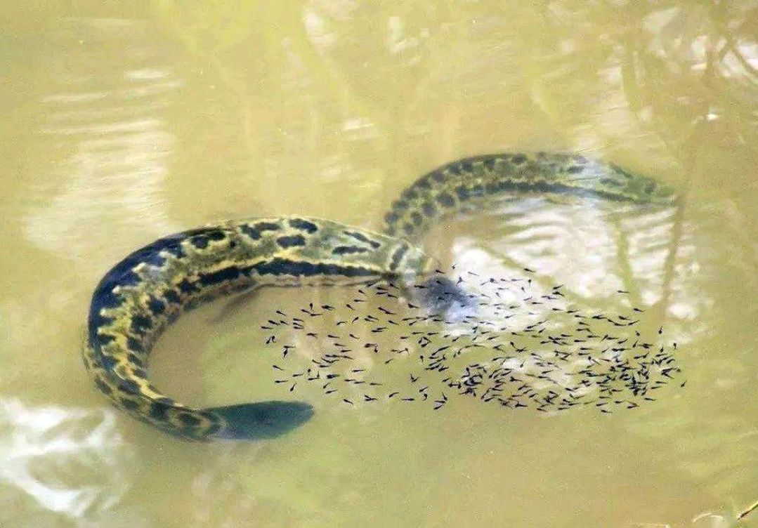 黑鱼有多危险,黑鱼为什么会保护自己的孩子