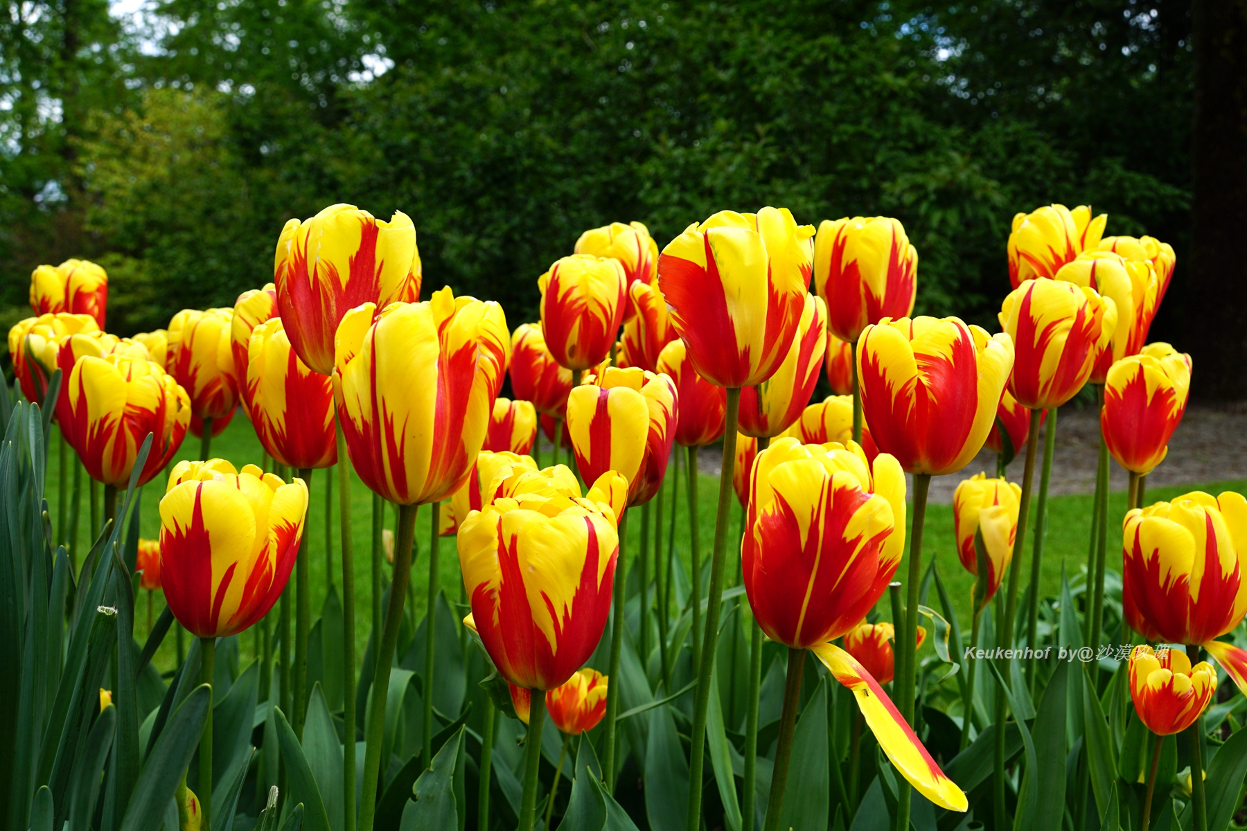 带你观赏荷兰郁金香,荷兰郁金香花海什么时候开