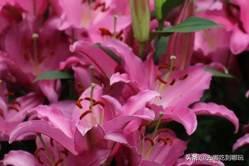 38抢从化宝趣玫瑰世界1大1小票赏春赏花赏美景不负*光春**不负卿