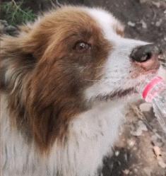 法斗中暑后没呼吸还能抢救过来吗,法斗狗狗中暑死亡了