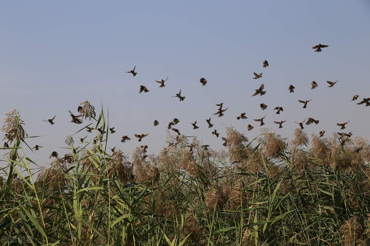 梦到鸟群盘旋,医院盘旋鸟群
