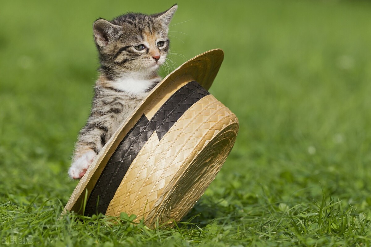 狗猫有布病吗,猫拉血便腥臭是什么症状