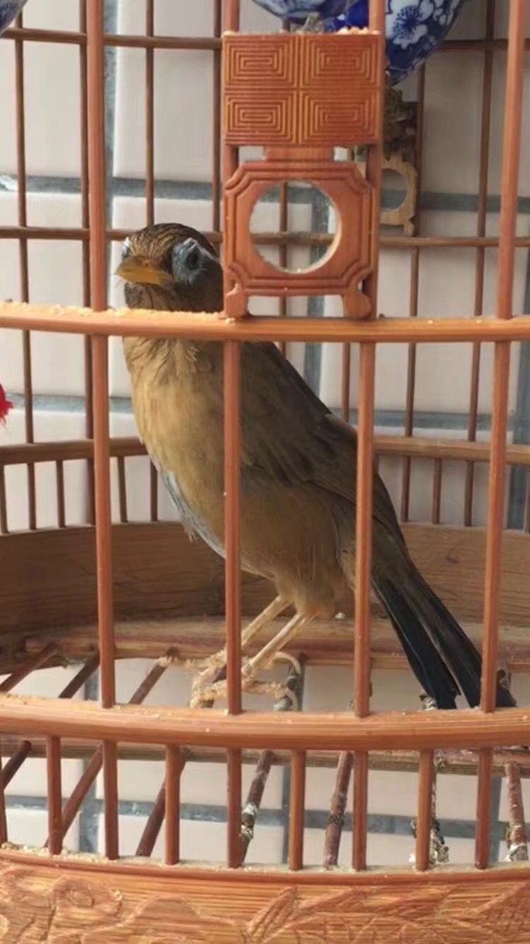 画眉鸟落性如何恢复,画眉鸟落性了要怎么办