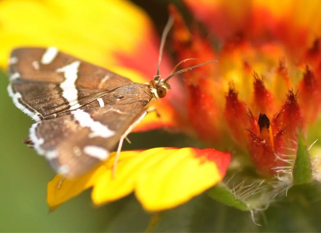 传说中的蛊虫真的有吗,传说中的扑棱蛾子