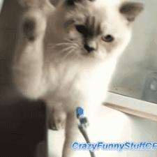 如何给猫咪选牙膏,如何给猫咪选择洁齿产品