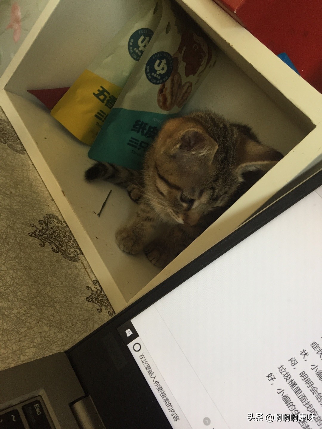 最好养的猫咪狸花猫,田园猫狸花猫真的不适合家养吗