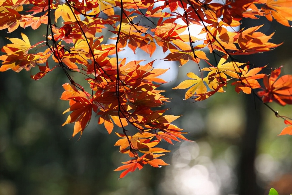 秋冬的第一支香水安排,秋冬的第一款