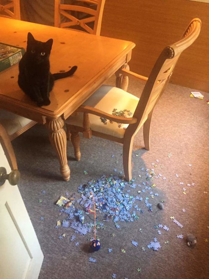听我一句劝，养猫后，就别再玩拼图了！我怕你心脏受不了