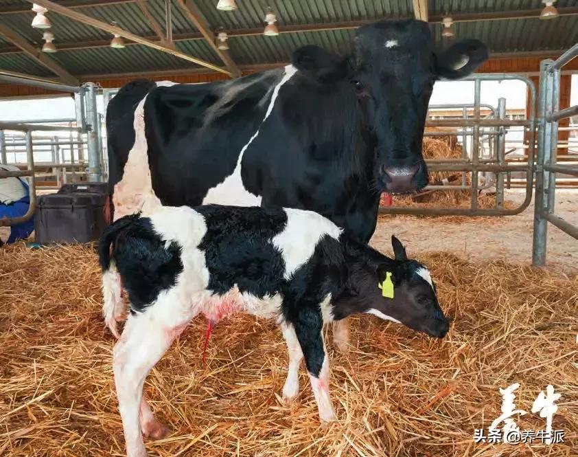 奶牛子宫脱落的治疗要点,守卫健康治愈胃病