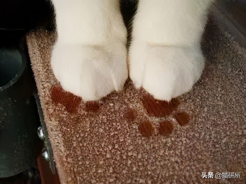 猫咪夏季好物推荐平价,猫咪防抓好物推荐