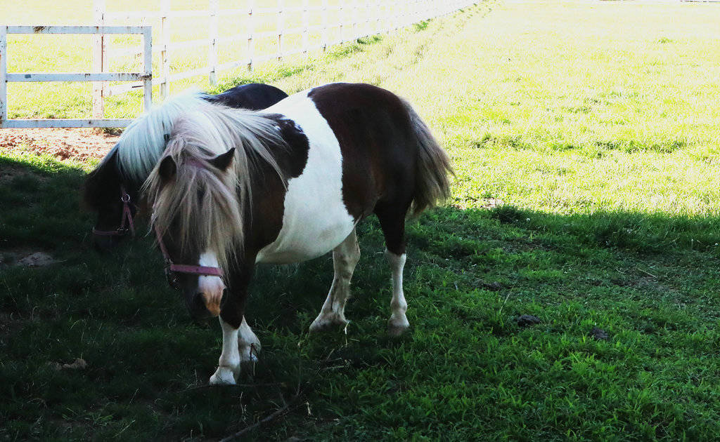 2018青少年足球夏令营上海分营,小足球大梦想