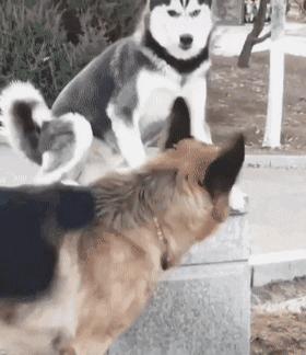 哈士奇为什么一直高高在上,为什么哈士奇每天都显得这么傻