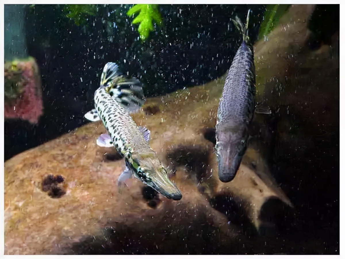 买鱼注意事项有哪些,新手买鱼的最佳配置