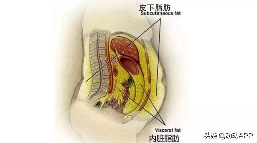 腰肥一寸命短十年,腰长一寸寿减十年