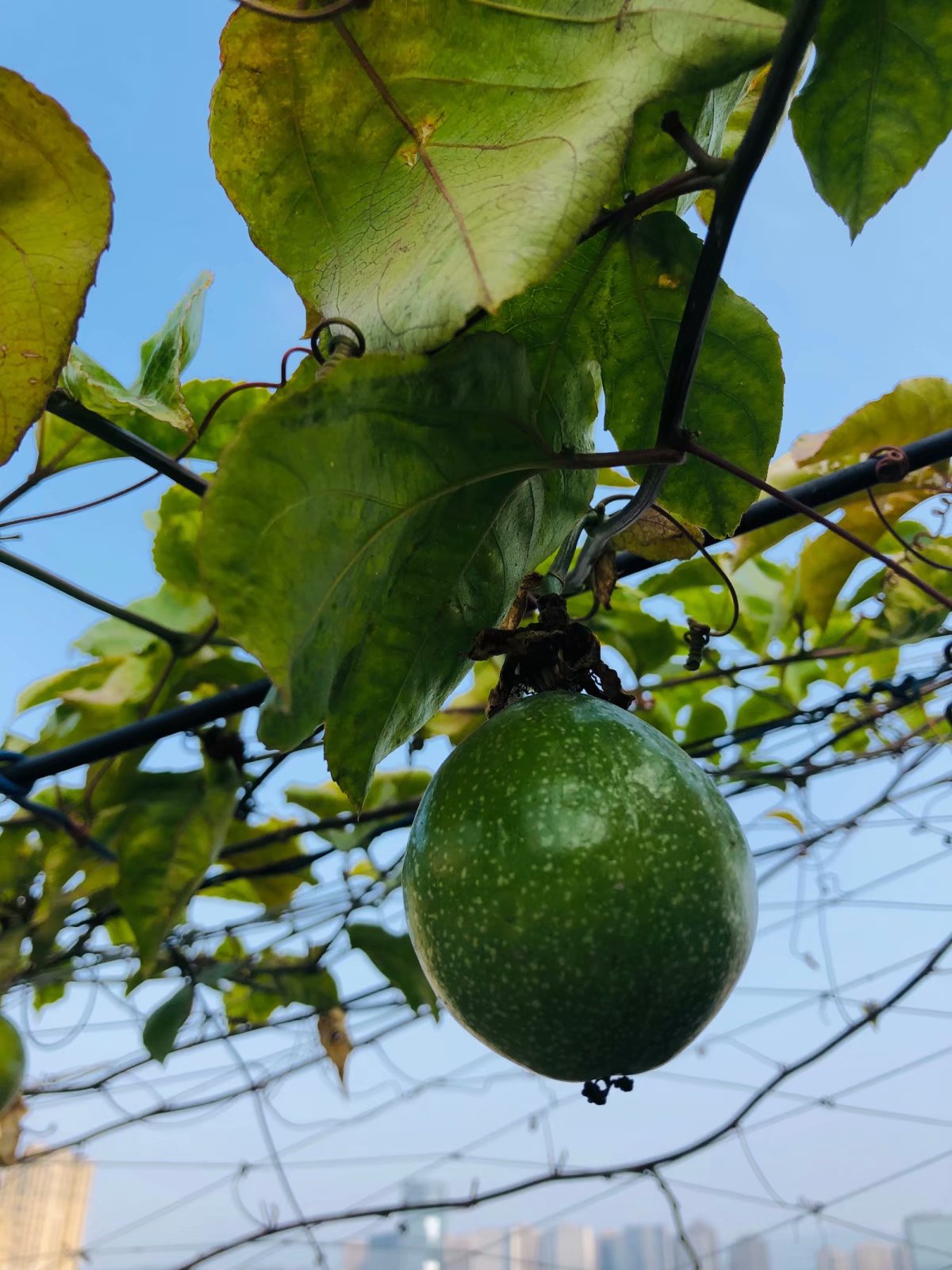 百香果果汁如何调配,石榴百香果苹果果汁