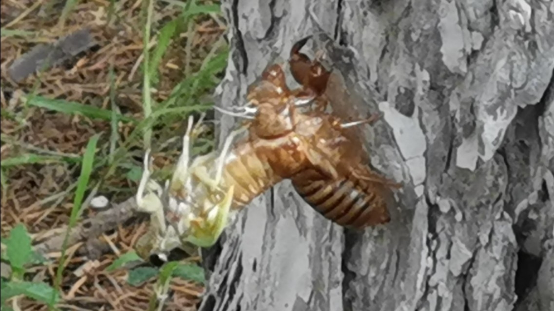 金蝉脱壳记原文,金蝉脱壳记