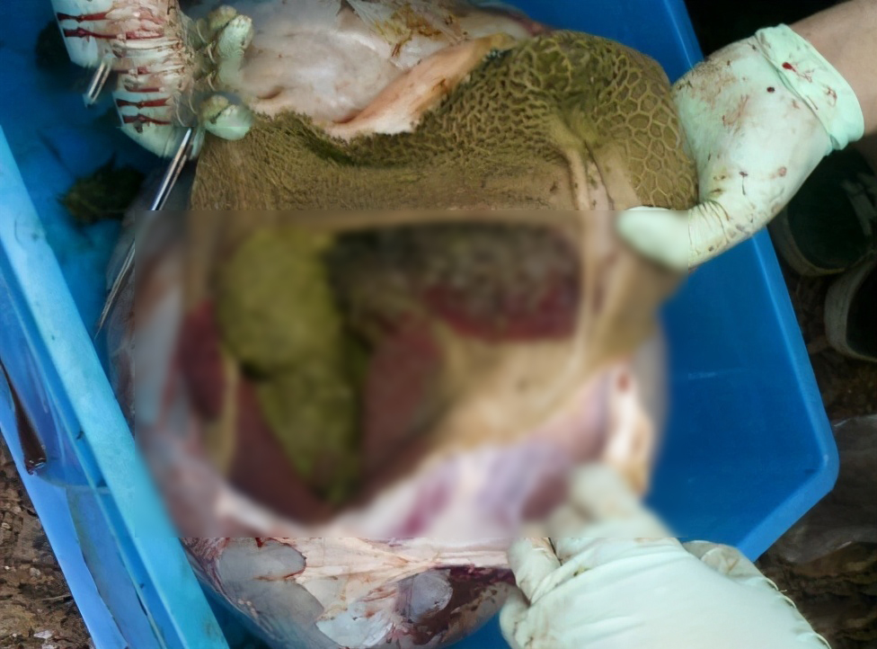 牛胃里的水蛭,牛胃里吃进异物表现