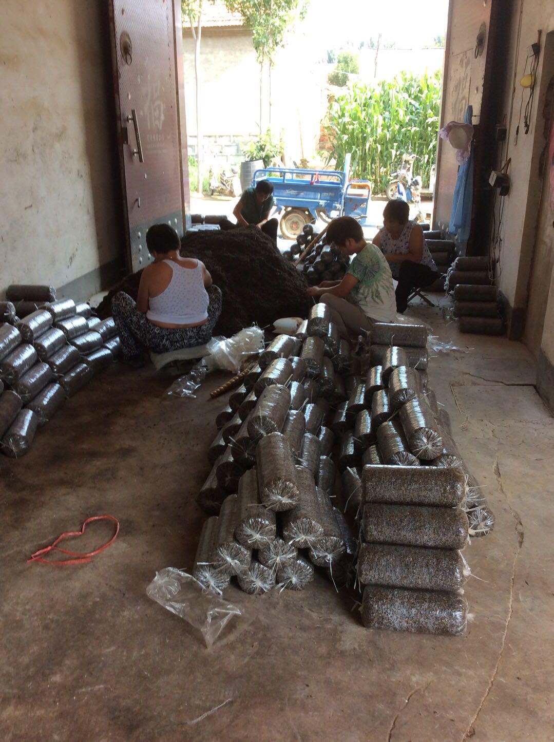 种平菇菌种怎么自己做的,自己在家可以自制平菇菌种吗