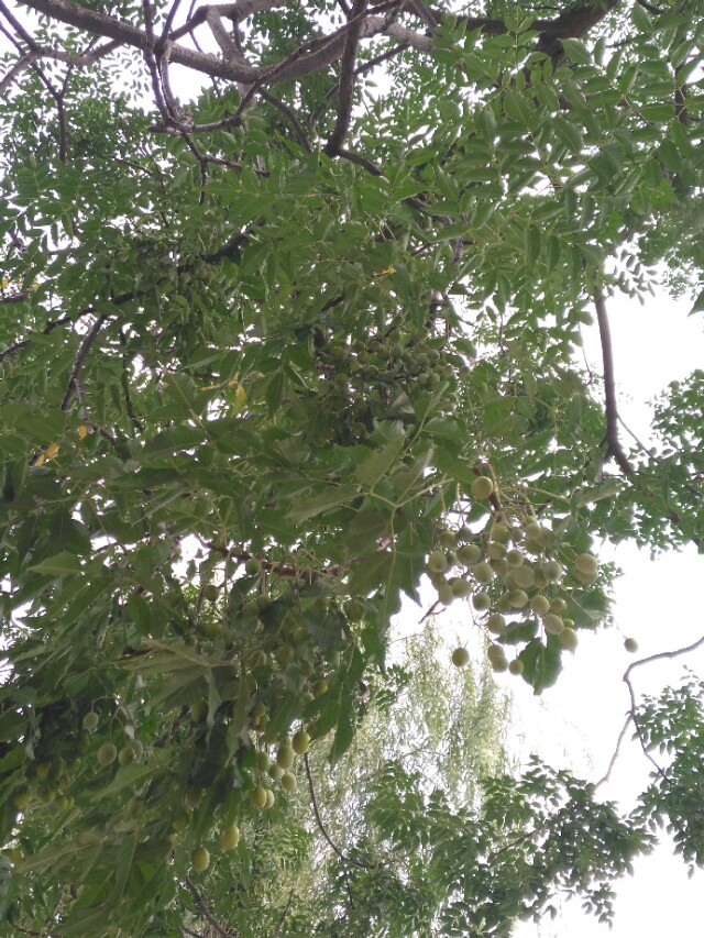 学习中药学的兴趣和感悟,中药学学习心得3000字