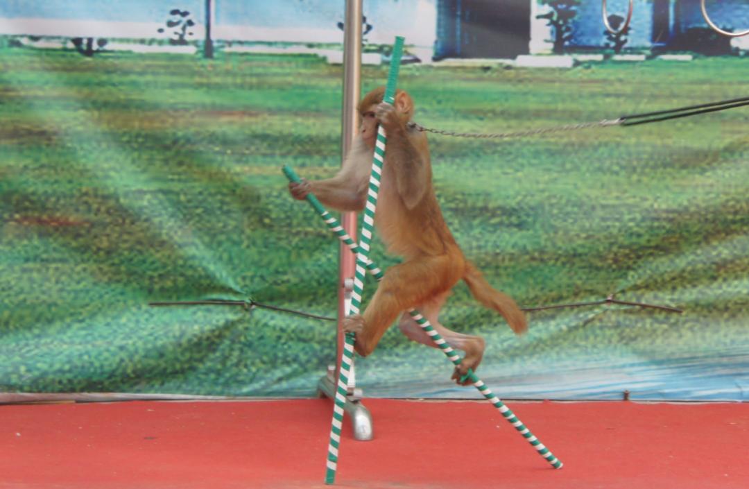 被铁链拴住的一生,被铁链绑住全身后逃脱