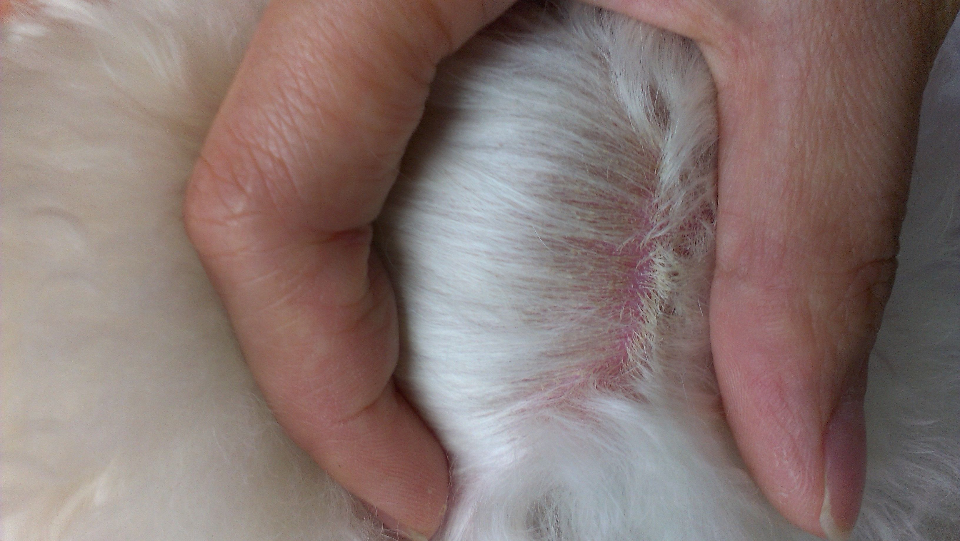 狗狗常见皮肤病判断及治疗方案,狗狗常见皮肤病怎么区分