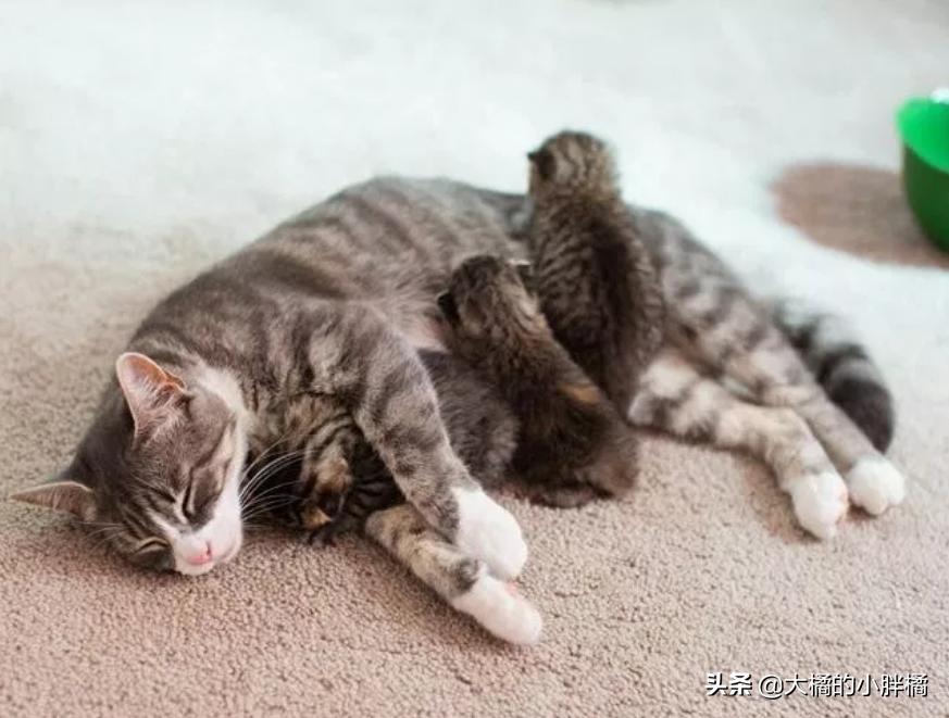 三只小猫夭折了一只,母猫早产小猫死了剩下的还会生吗