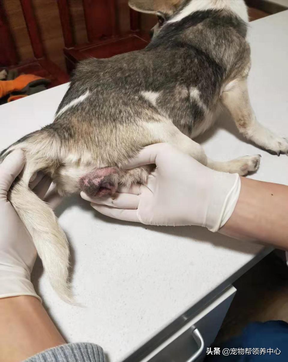 除夕,身上恶臭的萨摩耶在家门口流浪:为什么要抛弃我?