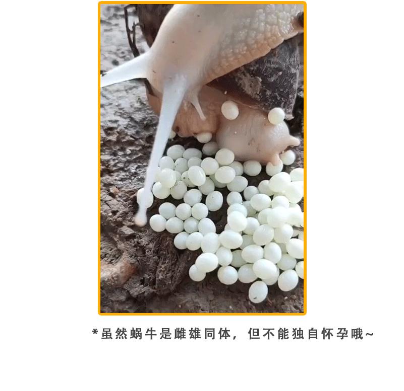 动物世界生蛋的过程,动物世界奇特的分娩方式